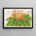 Pitcairnia tabuliformis - Charles Antoine Lemaire — kehystetty taideteos seinällä