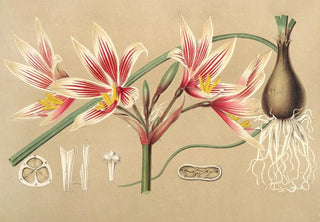 Charles Antoine Lemaire - Placea grandiflora.webp