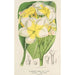 Plumeria lutea - Charles Antoine Lemaire — näkymä teoksesta