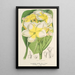 Plumeria lutea - Charles Antoine Lemaire — kehystetty taideteos seinällä