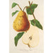 Poire beurré Spae - Charles Antoine Lemaire — näkymä teoksesta
