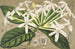Posoqueria multiflora - Charles Antoine Lemaire — näkymä teoksesta