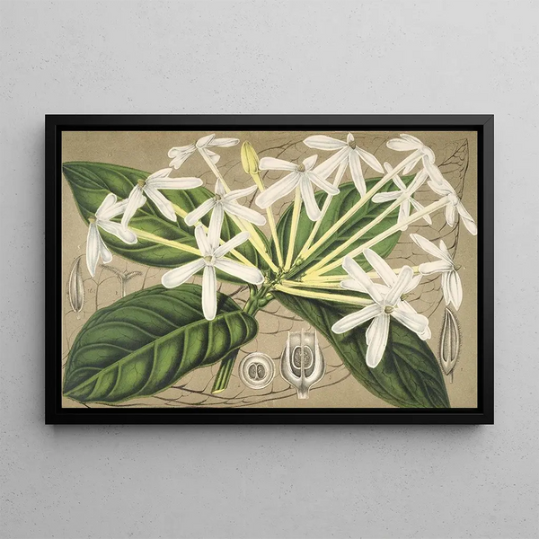 Charles Antoine Lemaire - Posoqueria multiflora.webp