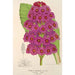 Maalauksen jäljennös Primula japonica - Charles Antoine Lemaire