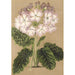 Maalauksen jäljennös Primula cortusoides var. grandiflora - Charles Antoine Lemaire