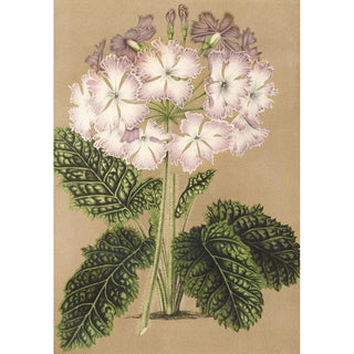Charles Antoine Lemaire - Primula cortusoides var grandiflora.webp