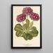 Maalauksen jäljennös Primula intermedia hybrida - Charles Antoine Lemaire