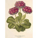 Maalauksen jäljennös Primula intermedia hybrida - Charles Antoine Lemaire