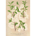 Prunus sinensis japonica - Charles Antoine Lemaire — näkymä teoksesta