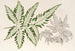 Pteris argyrea - Charles Antoine Lemaire — näkymä teoksesta