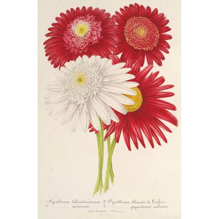 Charles Antoine Lemaire - Pyrethrum roseum varits jardiniques du.webp