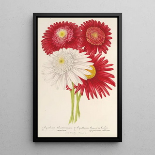 Charles Antoine Lemaire - Pyrethrum roseum varits jardiniques du.webp
