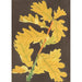 Maalauksen jäljennös Quercus robur -puulajin - Charles Antoine Lemaire