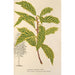 Quercus striata - Charles Antoine Lemaire — näkymä teoksesta