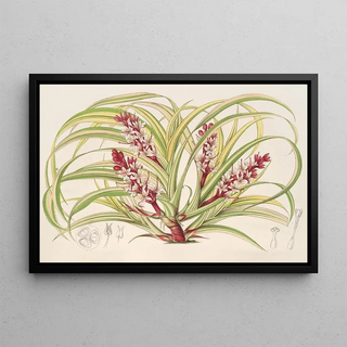 Charles Antoine Lemaire - Reineckea carnea fol varieg.webp