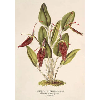 Charles Antoine Lemaire - Restrepia antennifera.webp