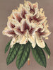 Rhododendron Archiduc Albert hybride - Charles Antoine Lemaire — näkymä teoksesta