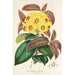Rhododendron Boothii - Charles Antoine Lemaire — näkymä teoksesta