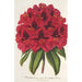 Rhododendron Duc Adolphe de Nassau - Charles Antoine Lemaire — näkymä teoksesta