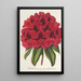 Rhododendron Duc Adolphe de Nassau - Charles Antoine Lemaire — kehystetty taideteos seinällä