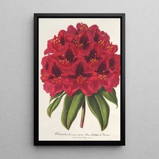 Charles Antoine Lemaire - Rhododendrum Duc Adolphe de Nassau.webp