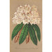 Rhododendron Grand Duc de Bade - Charles Antoine Lemaire — näkymä teoksesta