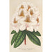 Maalauksen jäljennös Rhododendron Minnie - Charles Antoine Lemaire