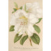 Rhododendron Sesterianum hybrid - Charles Antoine Lemaire — näkymä teoksesta