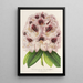 Rhododendron Verschaffeltii - Charles Antoine Lemaire — kehystetty taideteos seinällä