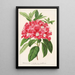 Maalauksen jäljennös Rhododendron azaleoides var. crispinorum - Charles Antoine Lemaire