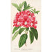Maalauksen jäljennös Rhododendron azaleoides var. crispinorum - Charles Antoine Lemaire