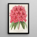 Maalauksen jäljennös Rhododendron formosum - Charles Antoine Lemaire