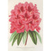 Maalauksen jäljennös Rhododendron formosum - Charles Antoine Lemaire