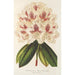 Rhododendron hybride Baron Osy - Charles Antoine Lemaire — näkymä teoksesta