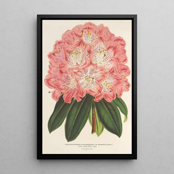 Charles Antoine Lemaire - Rhododendrum hybridum Duchesse de Nassau.webp