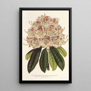 Charles Antoine Lemaire - Rhododendrum marginatopunctatum hybr.webp