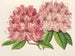 Rhododendron omniguttatum hybride - Charles Antoine Lemaire — näkymä teoksesta