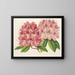 Rhododendron omniguttatum hybride - Charles Antoine Lemaire — kehystetty taideteos seinällä