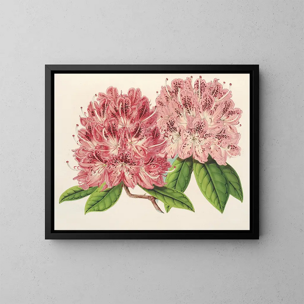 Rhododendron omniguttatum hybride - Charles Antoine Lemaire — kehystetty taideteos seinällä
