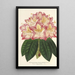 Maalauksen jäljennös Rhododendron ornatissimum hybride - Charles Antoine Lemaire