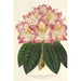 Maalauksen jäljennös Rhododendron ornatissimum hybride - Charles Antoine Lemaire