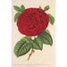 Rose Duchesse de Mdina - Charles Antoine Lemaire — näkymä teoksesta