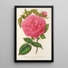 Maalauksen jäljennös Rose Madame Furtado - Charles Antoine Lemaire