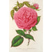 Maalauksen jäljennös Rose Madame Furtado - Charles Antoine Lemaire