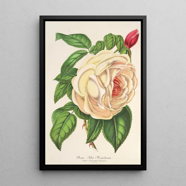 Charles Antoine Lemaire - Rose Prsident Th.webp