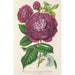 Rose Reine des Violettes - Charles Antoine Lemaire — näkymä teoksesta
