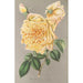Rose Thé Jaune d'Or - Charles Antoine Lemaire — näkymä teoksesta