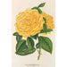 Rose Thé Marchal Niel - Charles Antoine Lemaire — näkymä teoksesta