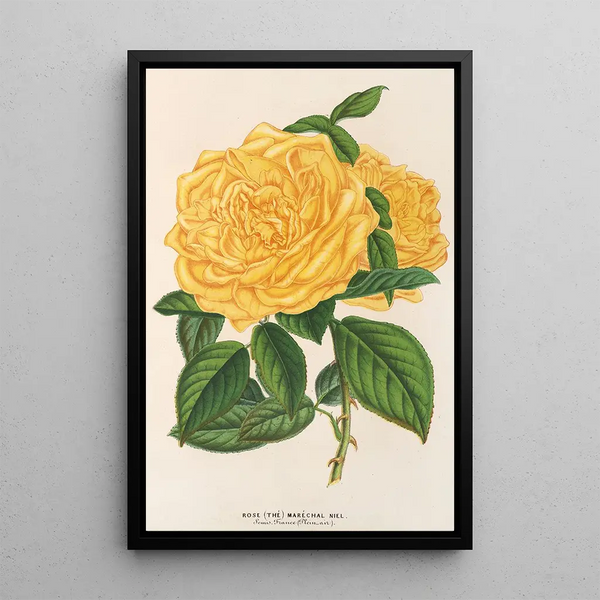Charles Antoine Lemaire - Rose Th Marchal Niel.webp