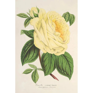 Charles Antoine Lemaire - Rose Th lEnfant trouv.webp
